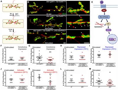 The Wingless planar cell polarity pathway is essential for optimal activity-dependent synaptic plasticity